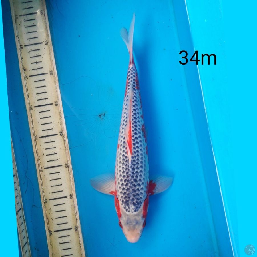 asagi, 34cm male