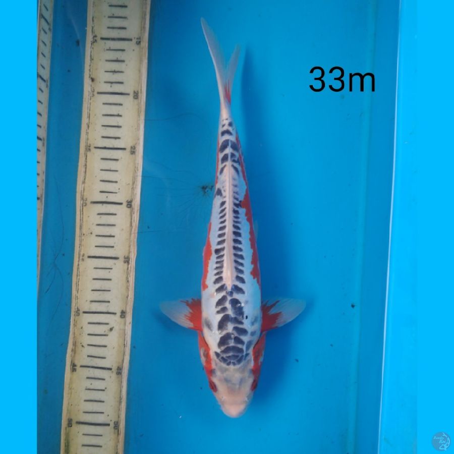 shusui, 33cm male