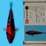 SHOWA SANSHOKU HQ SHINODA 45CM