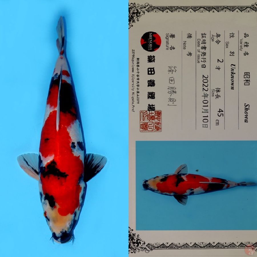 SHOWA SANSHOKU HQ SHINODA 45CM