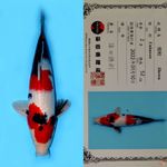 SHOWA SANSHOKU HQ SHINODA 52CM