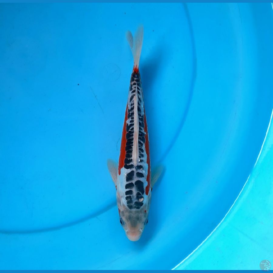 hana shusui 24cm