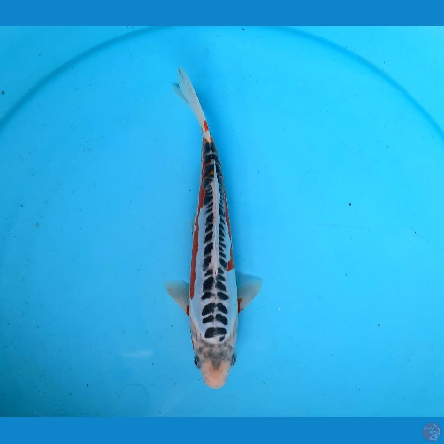 Shusui 23cm