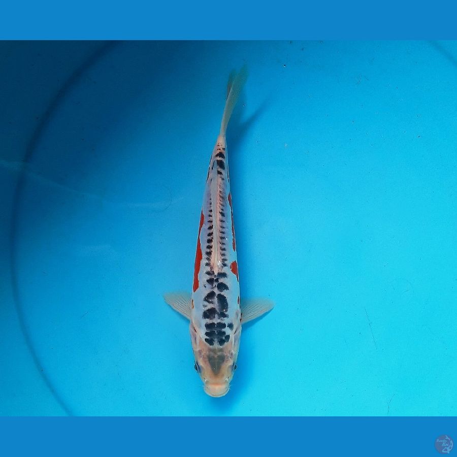 Shusui 25cm