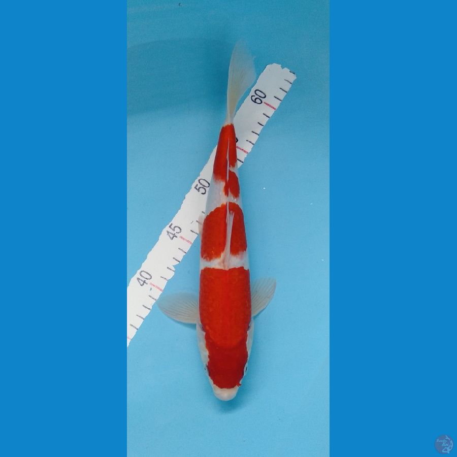 Bahan show kohaku red strong 31cm