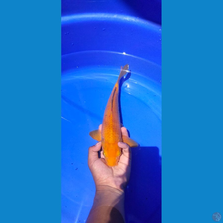 karashi karamel 34cm
