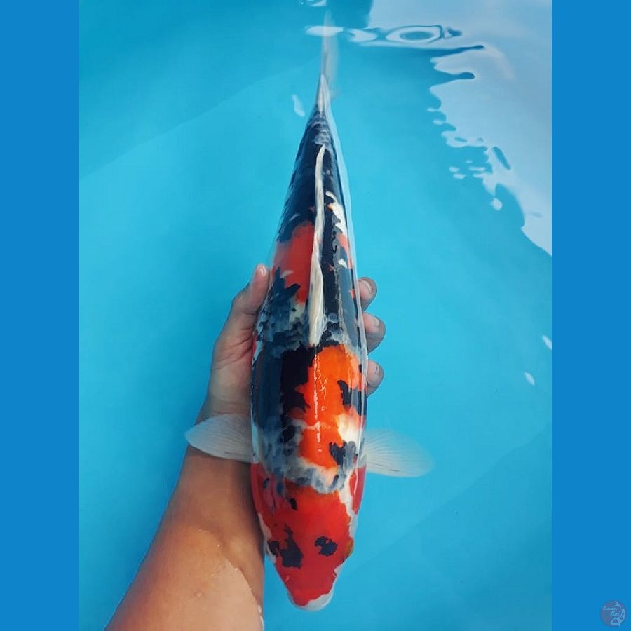 SHOWA EVO 40cm