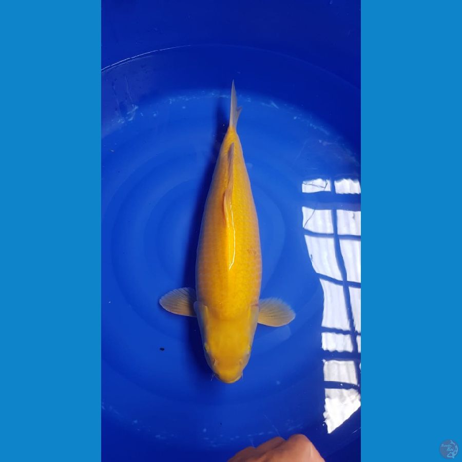 Karasi manggo 53cm bidi badak