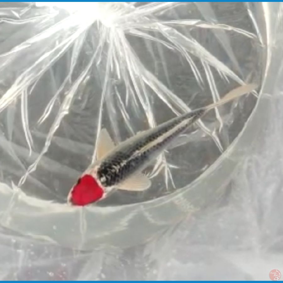 Tancho Gosiki 18 cm