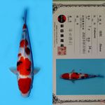 SHOWA SANSHOKU HQ SHINODA 34CM