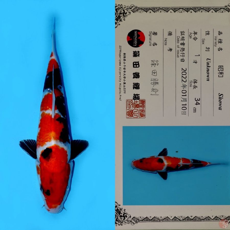 SHOWA SANSHOKU HQ SHINODA 34CM