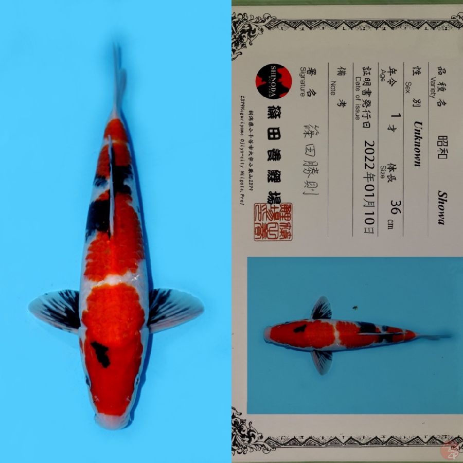 SHOWA SANSHOKU HQ SHINODA 36CM