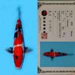 SHOWA SANSHOKU HQ SHINODA 36CM