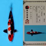 SHOWA SANSHOKU HQ SHINODA 40CM