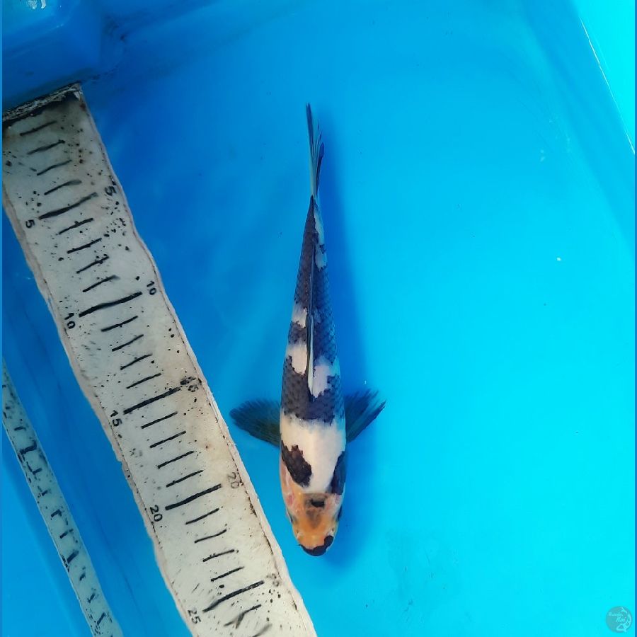 Shiro utsuri 20cm