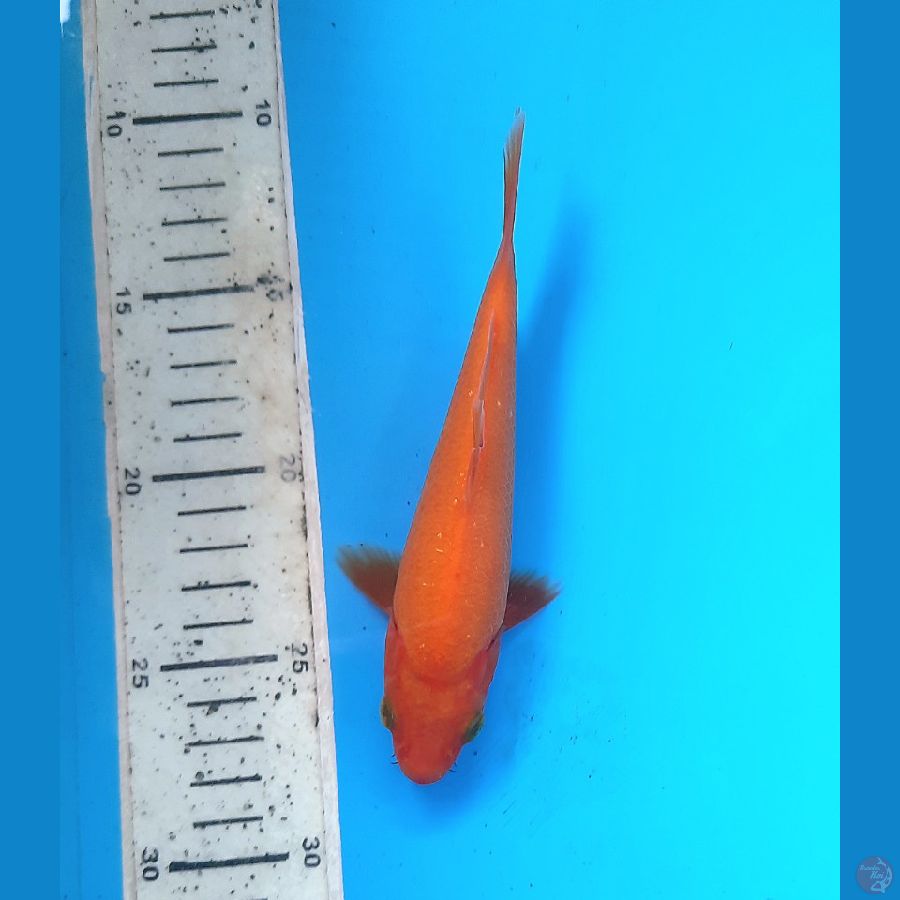 SQ Kawarimujimon 17cm