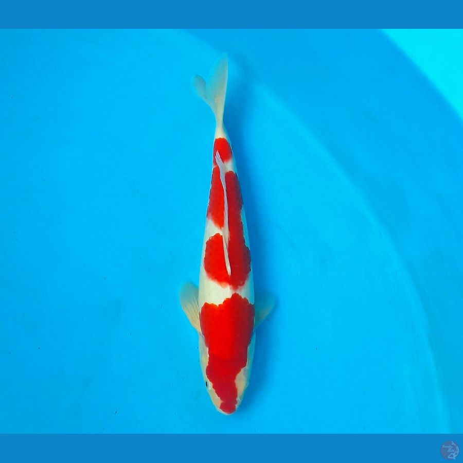 S-red kohaku 35cm male