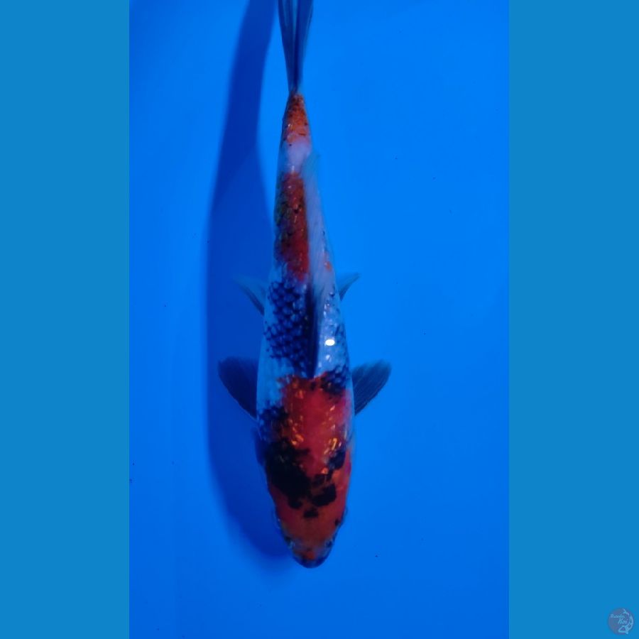 hq22cm kingindrin b