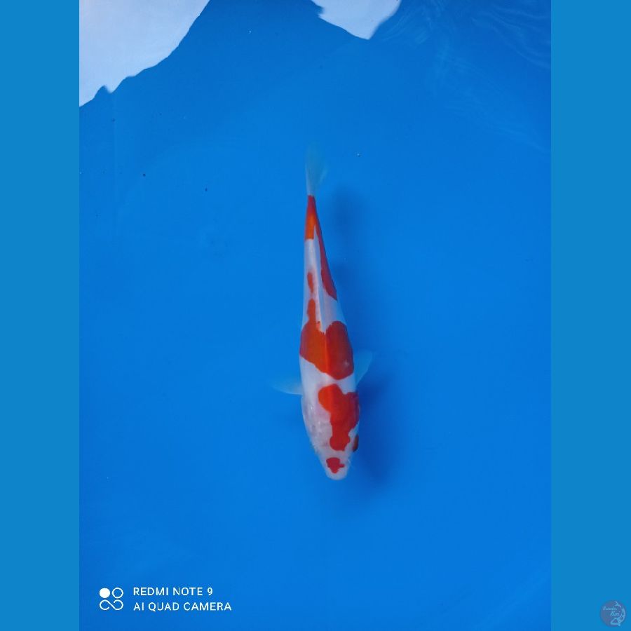 doitsu kohaku