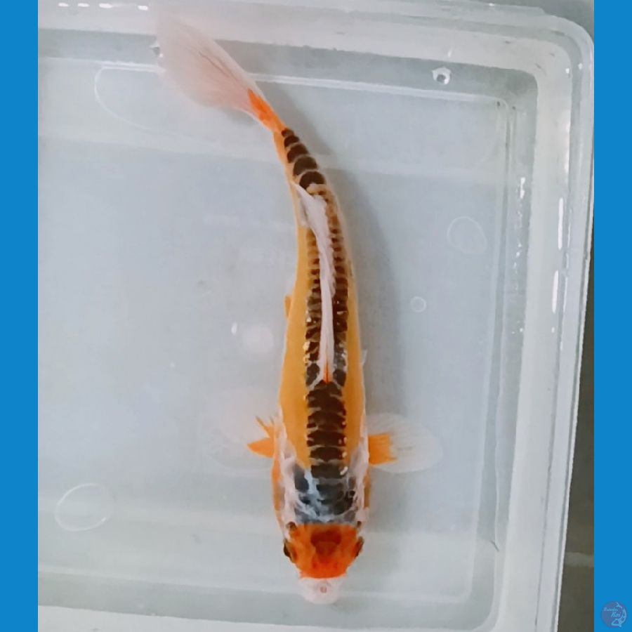 maruten shusui 24 cm