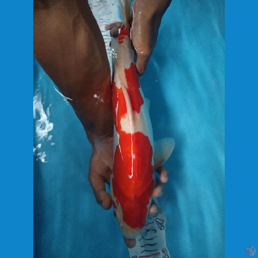 KOHAKU 45 CM