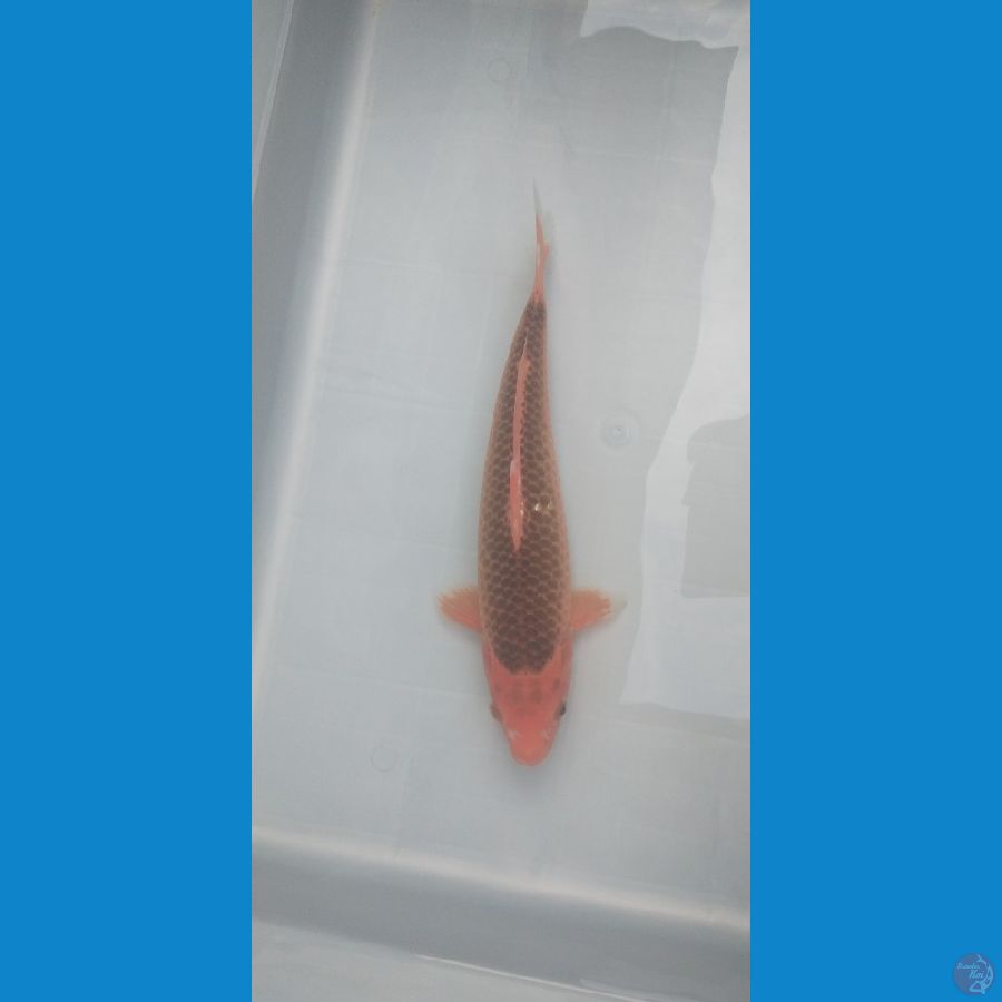 Akamatsuba 30cm