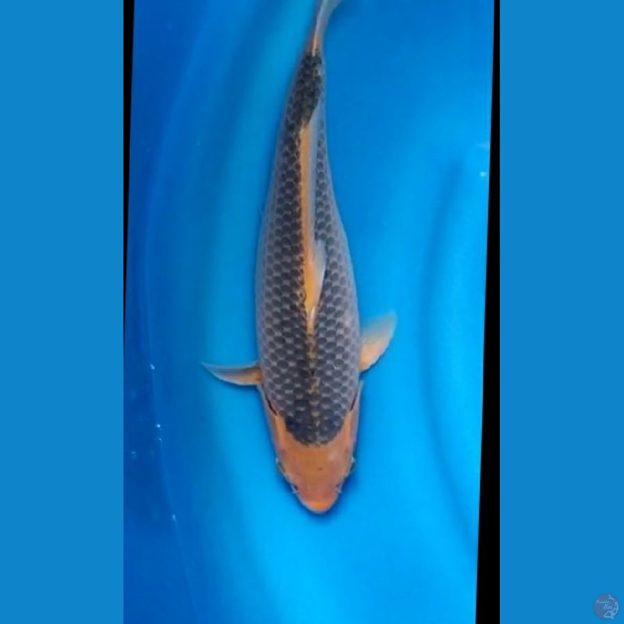 Aka Matsuba  Import Izuru koi farm 42cm.male