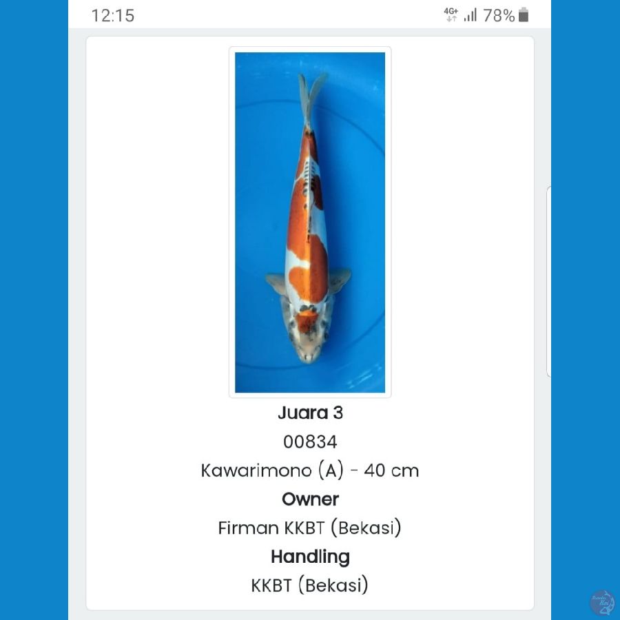 KIKO SQ MALE 48CM JUARA 3 KAWARIMONO A