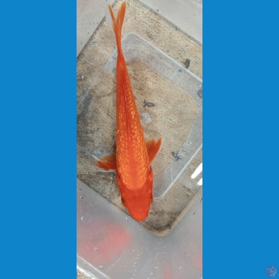 full gindrin 17 cm