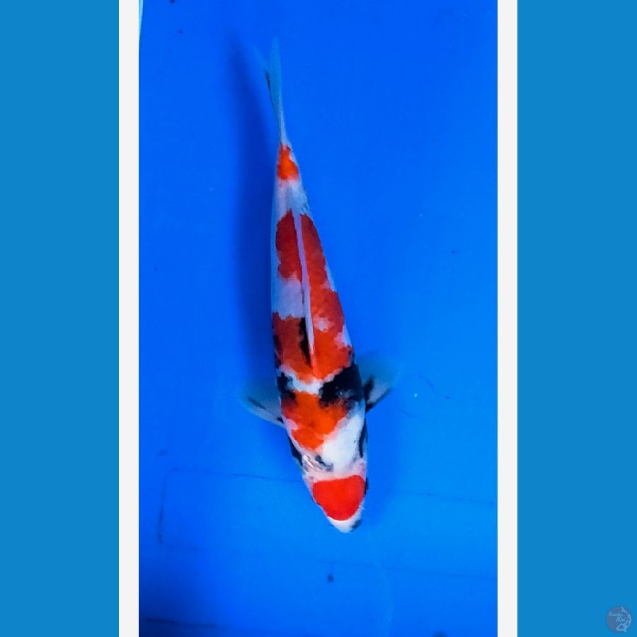 Male showa 30cm