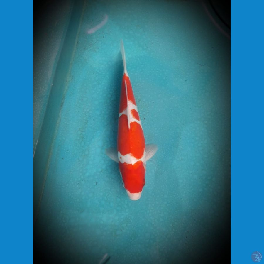 Kohaku doitsu 32 cm