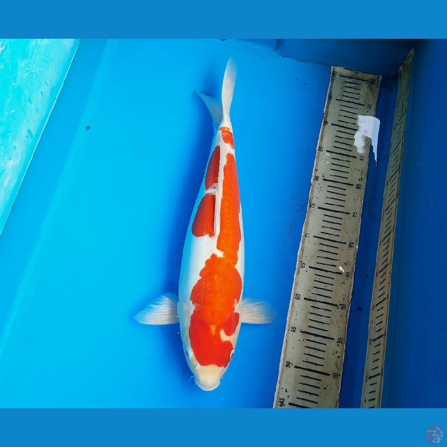 50cm Female Kohaku Doitsu