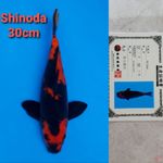 SHINODA HIUTSURI 30CM SERTI