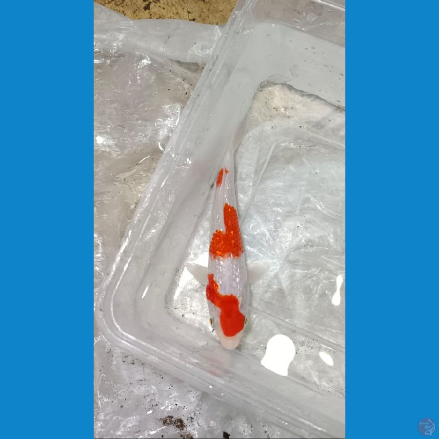 KOHAKU GINDRIN 15 CM