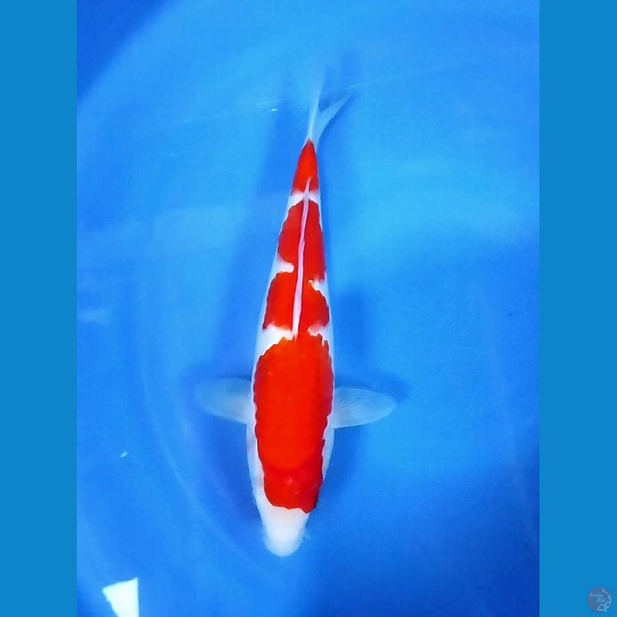HQ - Kohaku 33 Male