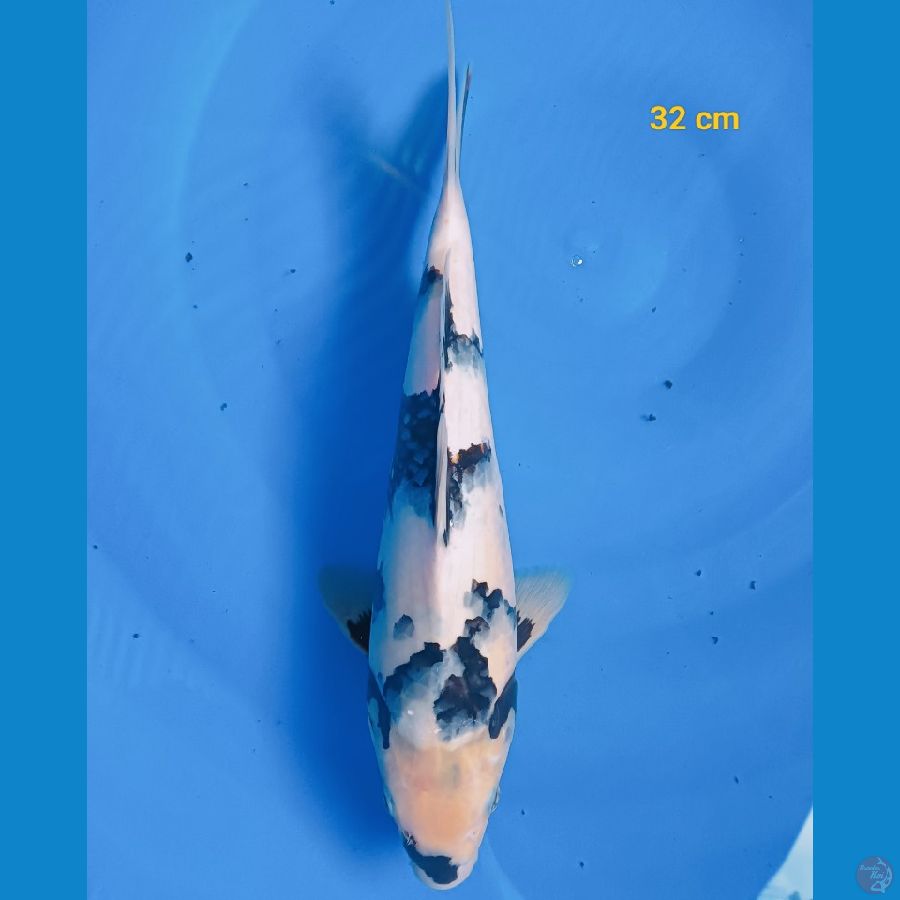 SQ Shiro 32 cm