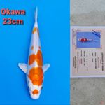 OKAWA KIKUSHUI 23CM SERTI