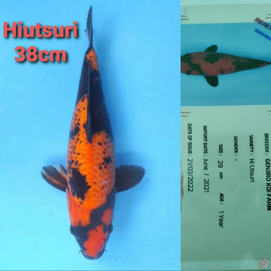 GENJIRO HIUTSURI 38CM SERTI