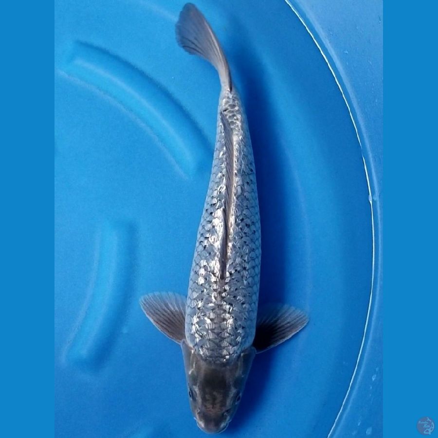 SILVER MUKASHI GINRIN 43 CM MALE