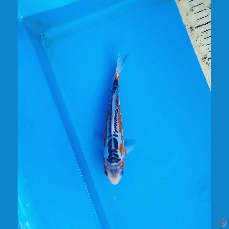 DN Shusui 19cm