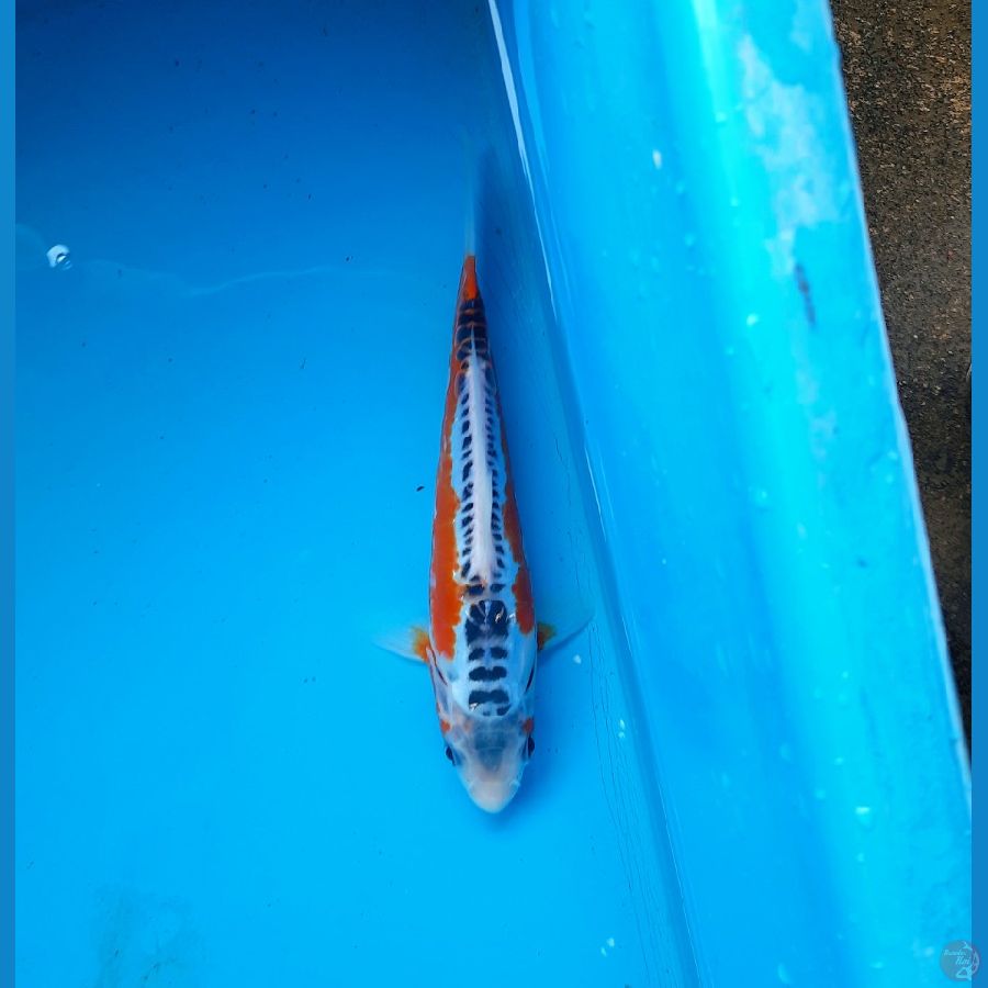DM Shusui 18cm