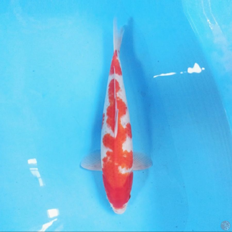 Kohaku 39 cm