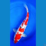 F51cm sanke red strong halus