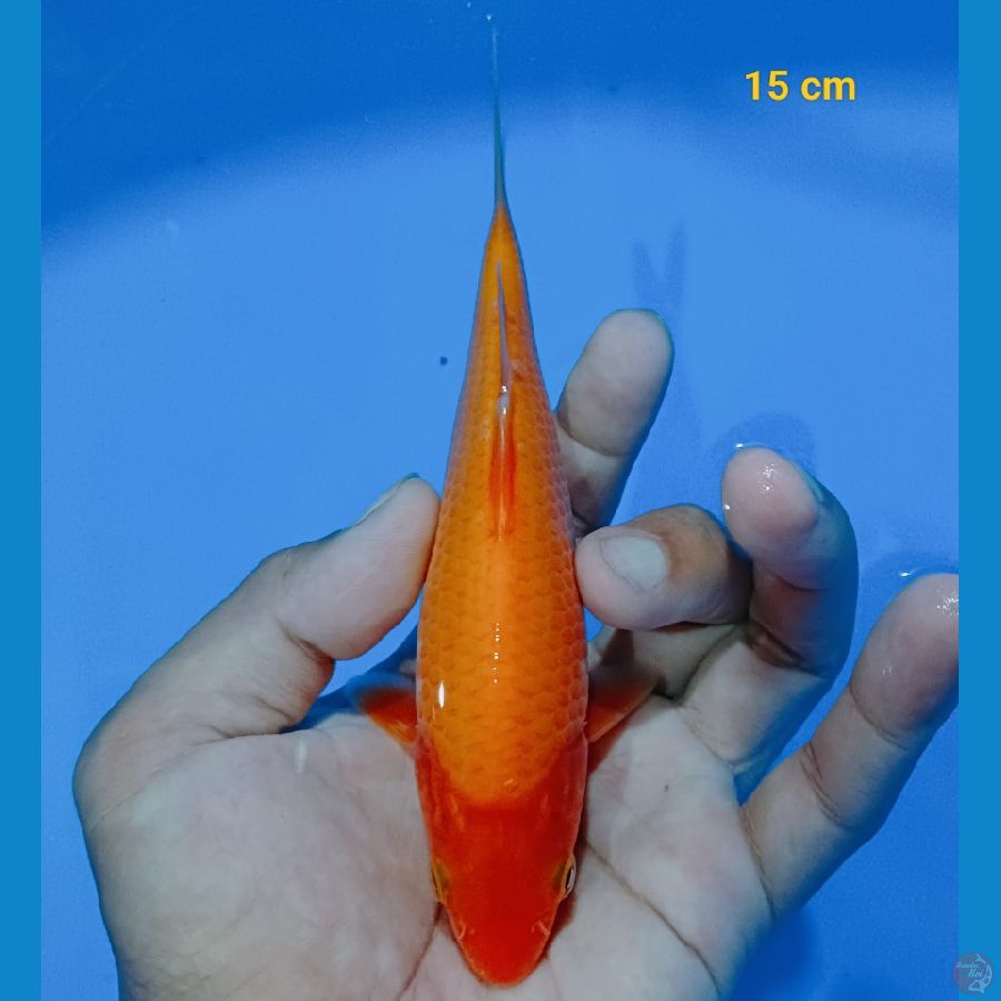 Red karasi munuk 15 cm 