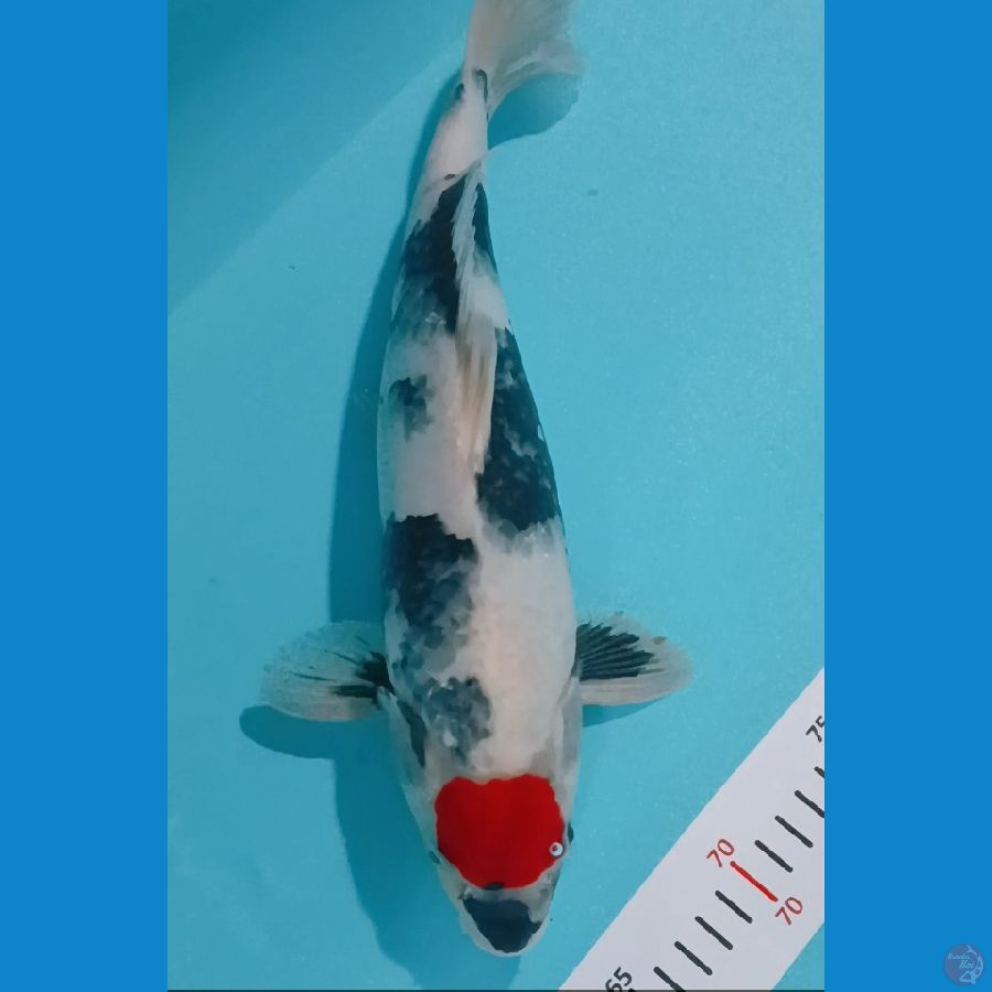 Tancho showa male 35 cm