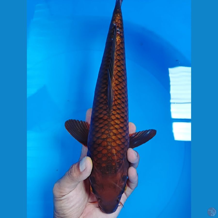 chagoi 35 cm