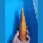 Karasi corn
