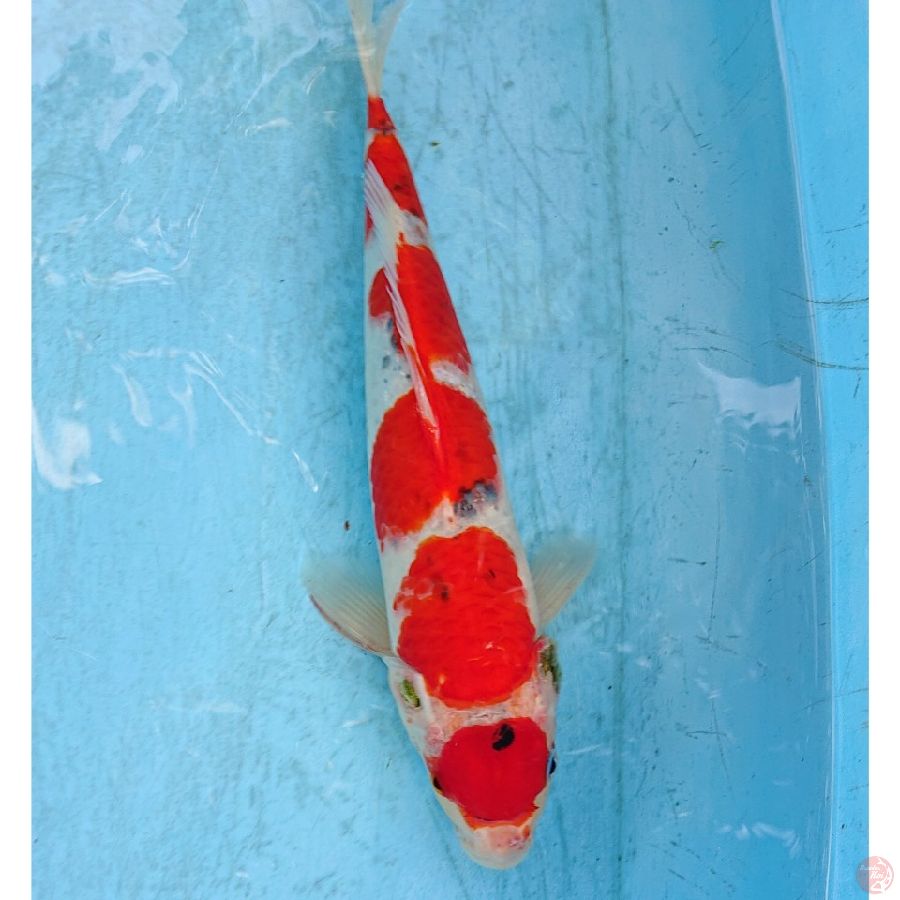 GHOSIKI 35 CM