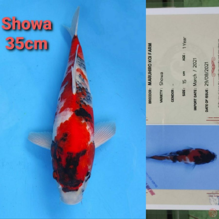 MARUHIRO SHOWA 35CM SERTI