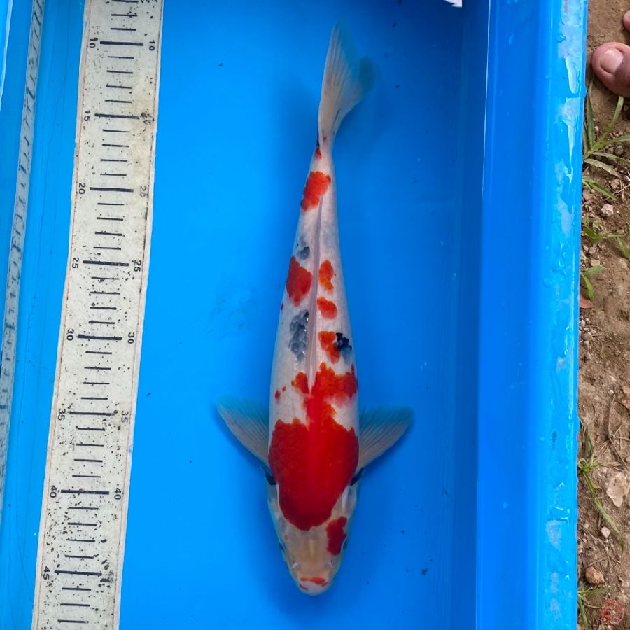 TATEGOI KINDAI SHOWA 36cm Male